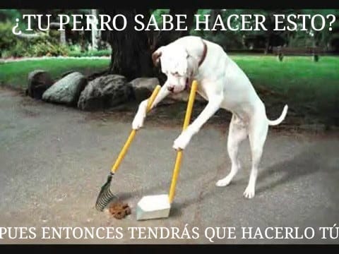 A los propietarios de los perros